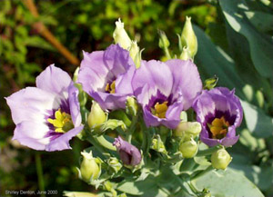 Eustoma exaltatum