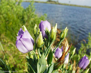 Eustoma exaltatum