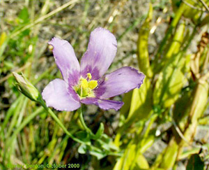 Eustoma exaltatum