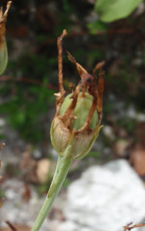 Eustoma exaltatum