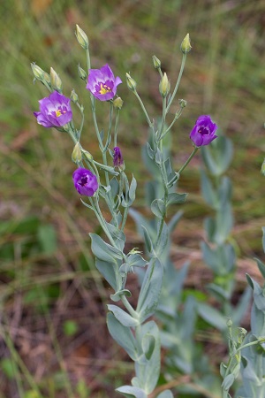 Eustoma exaltatum