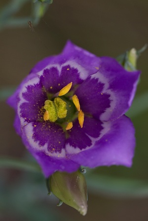 Eustoma exaltatum