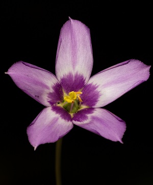 Eustoma exaltatum