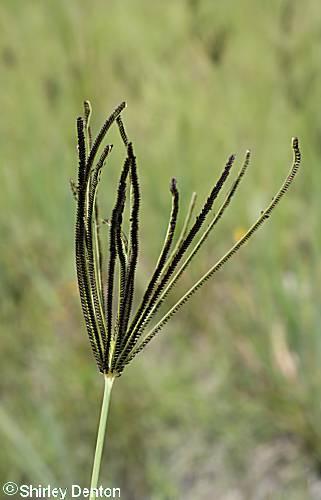 Eustachys glauca