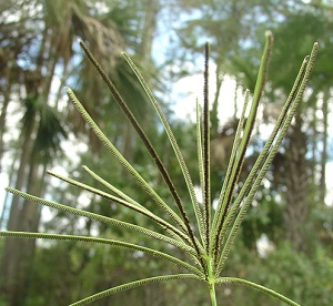 Eustachys glauca