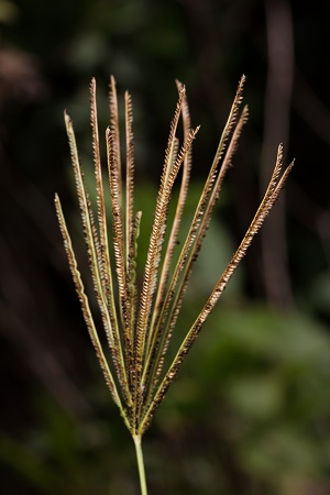 Eustachys glauca