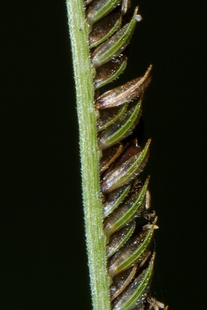 Eustachys glauca