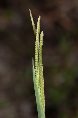 Eustachys petraea