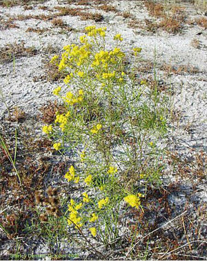 Euthamia caroliniana