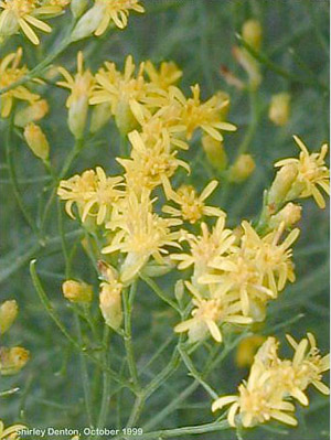 Euthamia caroliniana