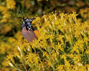 Euthamia caroliniana