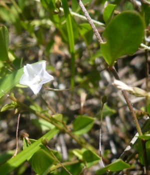 Evolvulus convolvuloides