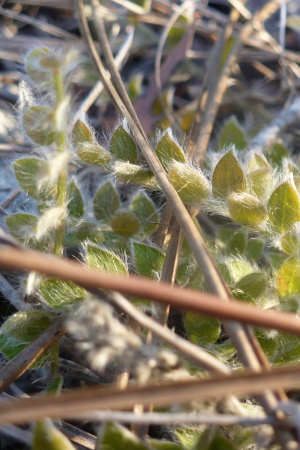 Evolvulus grisebachii