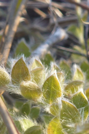 Evolvulus grisebachii