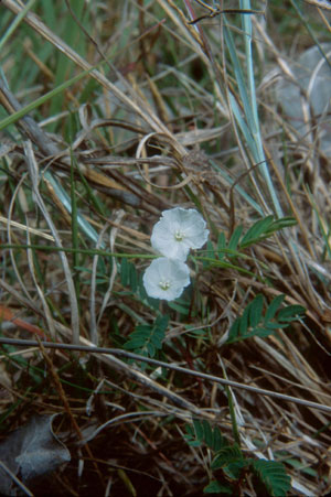 Evolvulus sericeus