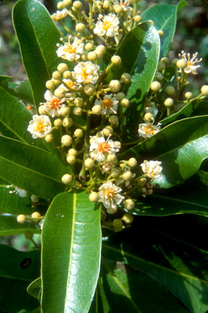 Exothea paniculata