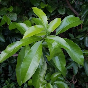 Exothea paniculata