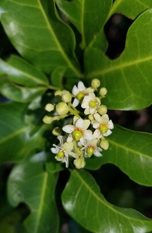 Exothea paniculata