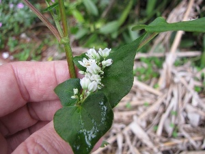 Fagopyrum esculentum