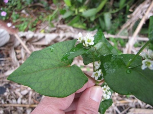 Fagopyrum esculentum