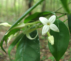 Faramea occidentalis