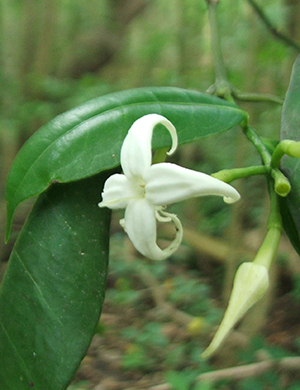 Faramea occidentalis