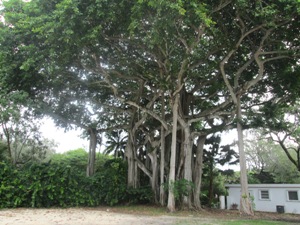 Ficus altissima