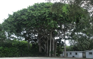 Ficus altissima