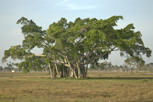 Ficus altissima