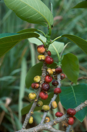 Ficus aurea