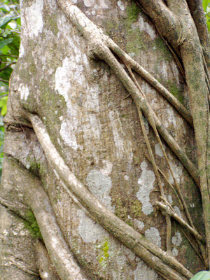 Ficus aurea