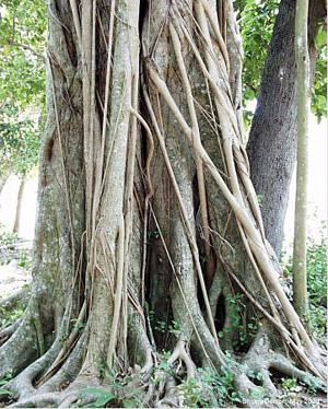 Ficus aurea