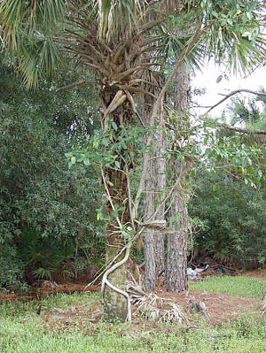 Ficus aurea