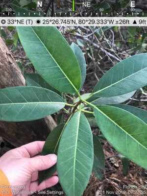 Ficus aurea