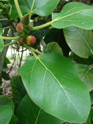 Ficus benghalensis