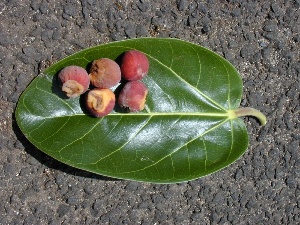 Ficus benghalensis