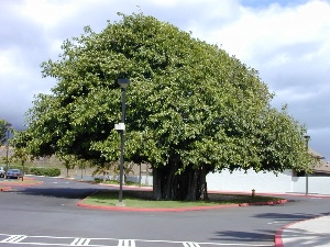 Ficus benghalensis