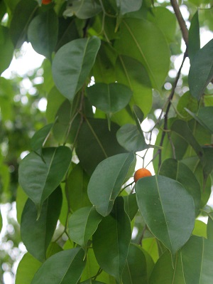 Ficus benjamina