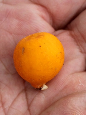 Ficus benjamina