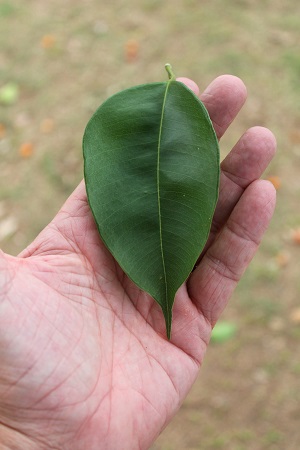 Ficus benjamina