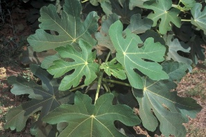 Ficus carica