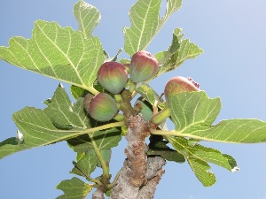 Ficus carica