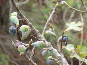 Ficus carica