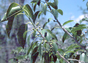 Ficus citrifolia