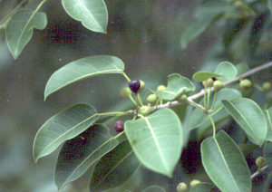 Ficus citrifolia