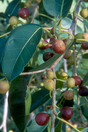 Ficus citrifolia