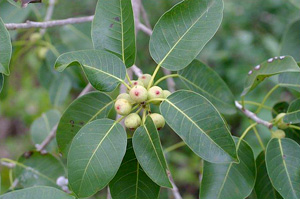 Ficus citrifolia