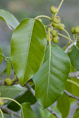 Ficus citrifolia