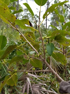 Ficus citrifolia