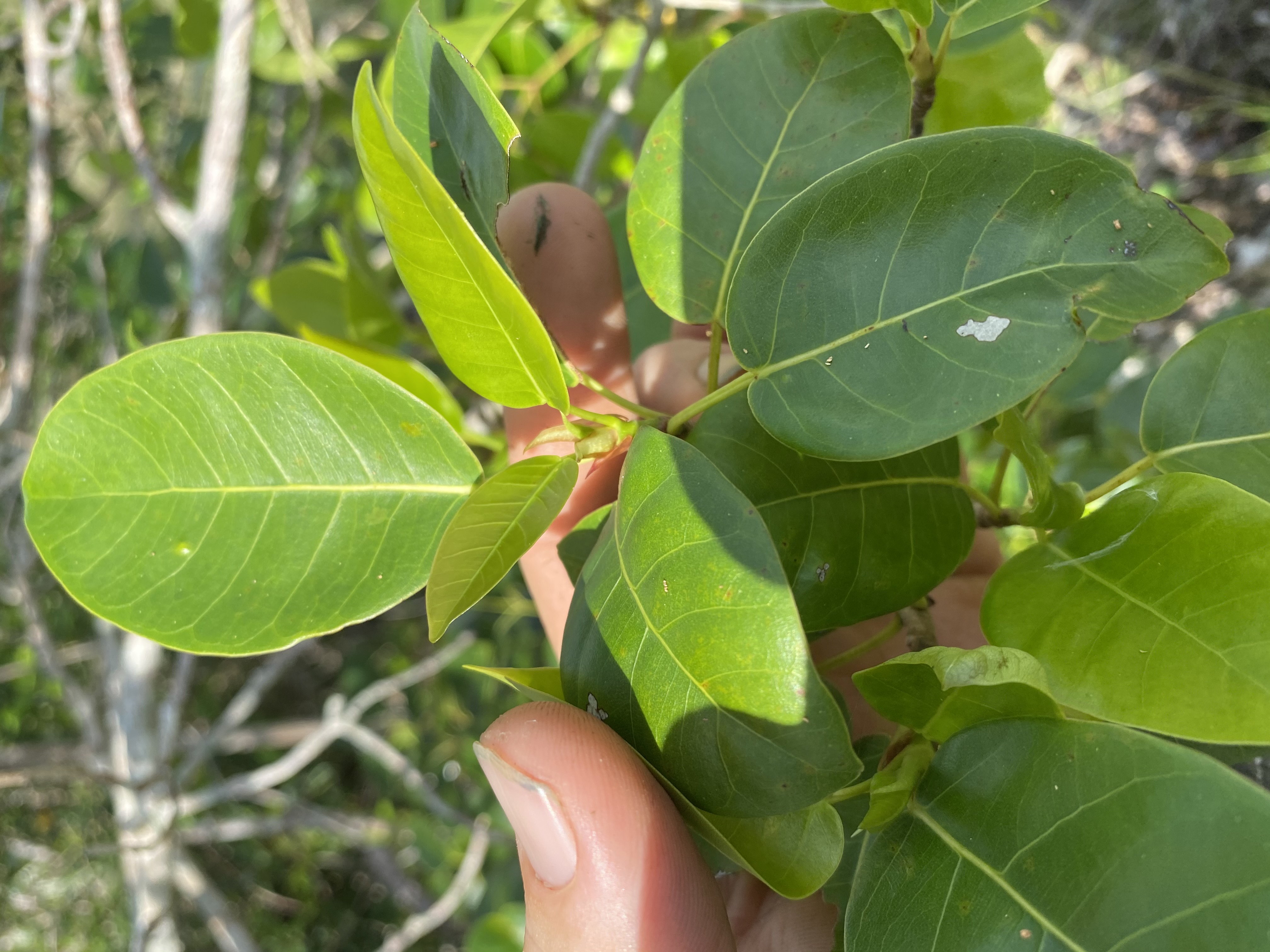 Ficus citrifolia